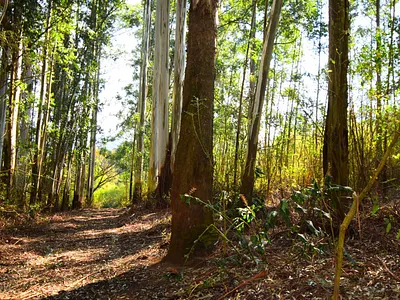 Vacant Land For Sale in Pietermaritzburg - sMDa.webp