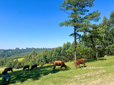 Vacant Land For Sale in Hilton - img