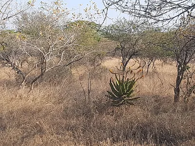 Vacant Land For Sale in Komatipoort - txN2.webp