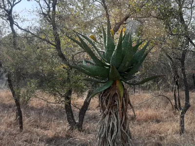 Vacant Land For Sale in Malelane - HOlt.webp