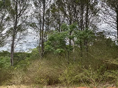 Vacant Land For Sale in Bathurst - ZLAS.webp