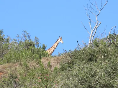 Vacant Land For Sale in Port Alfred - 8xn7.webp