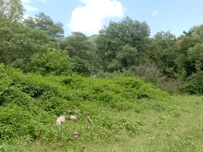 Vacant Land For Sale in Byrne - img