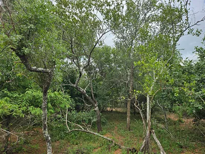 Vacant Land For Sale in Marloth Park - pip0.webp