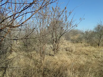 Vacant Land For Sale in Parys - bH11.webp