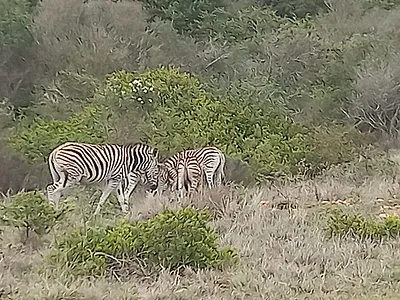 3 Bedroom House For Sale in Hartenbos - EIVZ.webp