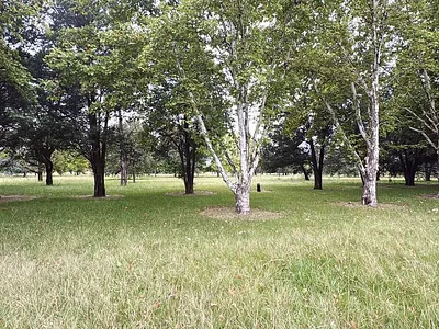 Vacant Land For Sale in Kilbarchan, Newcastle - hRUp.webp