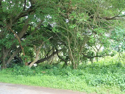 Vacant Land For Sale in Pennington - 93qx.webp