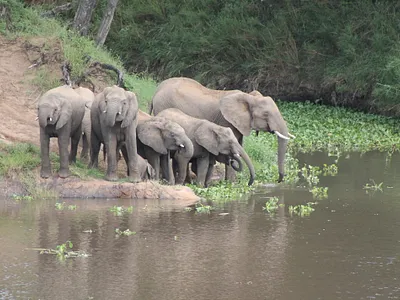 House For Sale in Malelane - KpMK.webp