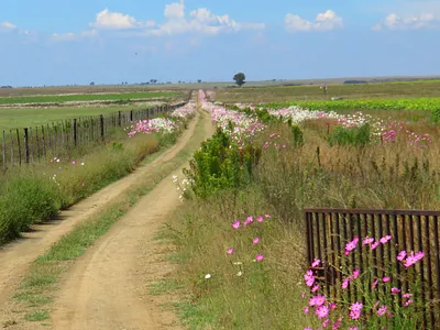 Vacant Land For Sale in Oranjeville - img