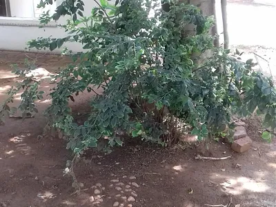 1.5 Bedroom Apartment To Rent in Pretoria - 6tiu.webp