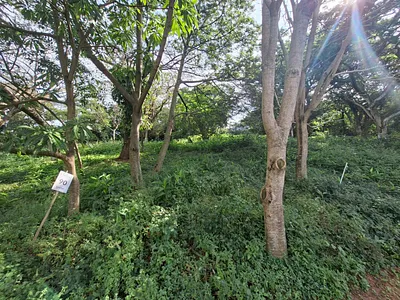 Vacant Land For Sale in Ballito - img