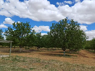 Farm For Sale in Bothaville - gzR8.webp