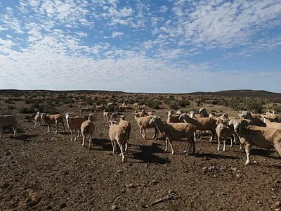 Farm For Sale in Loeriesfontein - mwhN.webp