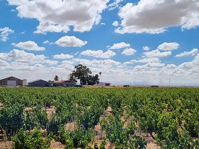 Farm For Sale in Darling - pQUB.webp