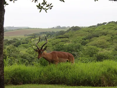 Vacant Land For Sale in Ballito - qoG2.webp