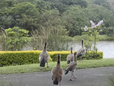 Vacant Land For Sale in Ballito - clno.webp