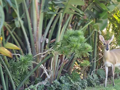 Vacant Land For Sale in Ballito - YsfD.webp