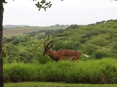 Vacant Land For Sale in Ballito - JOym.webp