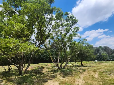 Vacant Land For Sale in Randburg - uLlv.webp
