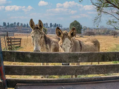 Farm For Sale in Randburg - img