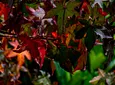Carousel Indicator - jaV0.webp