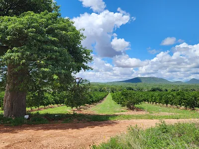 Farm For Sale in Musina - 8nAh.webp