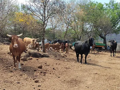 Farm For Sale in Tzaneen - Bwaw.webp