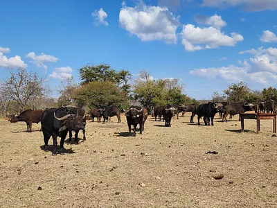Farm For Sale in Polokwane - N0op.webp