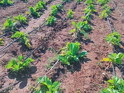 Farm For Sale in Greytown - l9Xm.webp