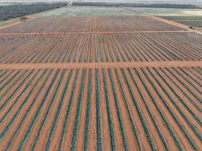 Farm For Sale in Dendron - img