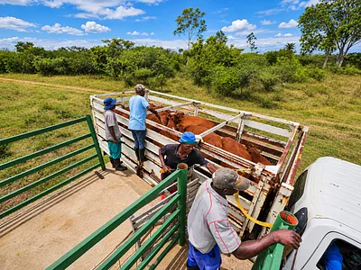 Farm For Sale in Tzaneen - RebL.webp