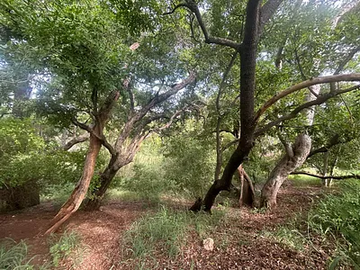 Vacant Land For Sale in Elephant Rock Eco Estate, Hoedspruit - 5aQ6.webp