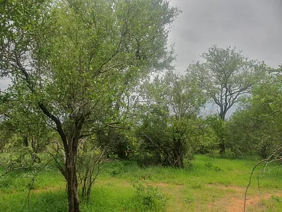 Vacant Land For Sale in Hoedspruit - img