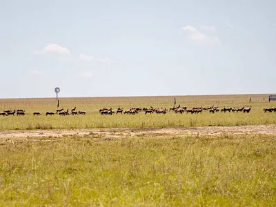 Farm For Sale in Heilbron - 1bgT.webp