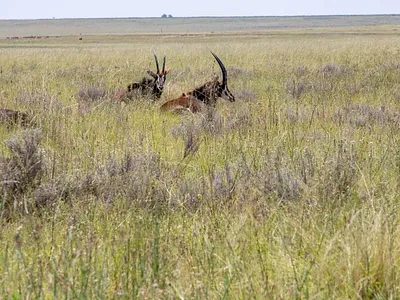 Farm For Sale in Heilbron - img