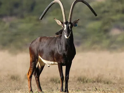 Farm For Sale in Hoedspruit - lIux.webp