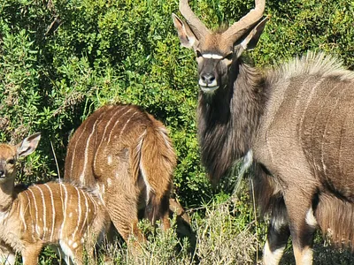 Vacant Land For Sale in Hartenbos - 19q0.webp