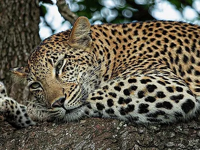 7 Bedroom House For Sale in Machibini - cBPC.webp