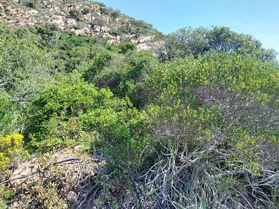 Vacant Land For Sale in Mossel Bay - MARJ.webp
