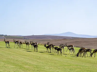 Vacant Land For Sale in Malmesbury - wbMW.webp