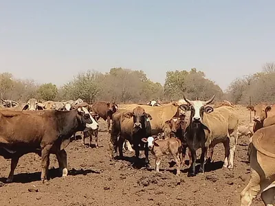 Farm For Sale in Lichtenburg - 87D2.webp