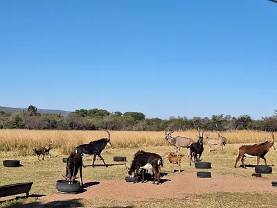 Farm For Sale in Mokopane - hs3T.webp
