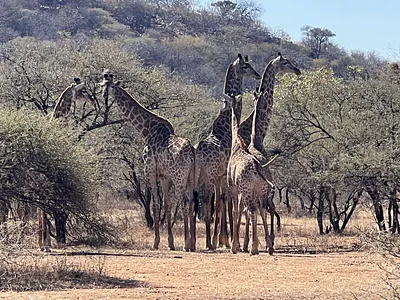 Farm For Sale in Musina - DnHS.webp