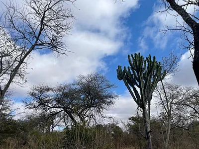 Farm For Sale in Polokwane - 7yYx.webp