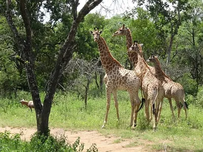 Farm For Sale in Mookgopong - eI5F.webp