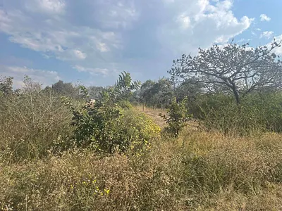 Farm For Sale in Nelspruit - buZT.webp