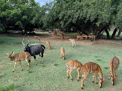 Farm For Sale in Bela Bela - Loq5.webp