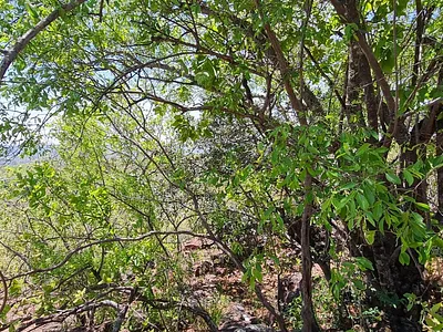 Farm For Sale in Modimolle - rTmz.webp