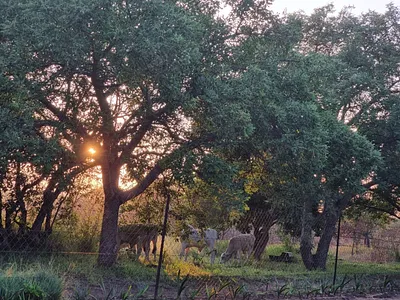 Farm For Sale in Polokwane - 9j5t.webp